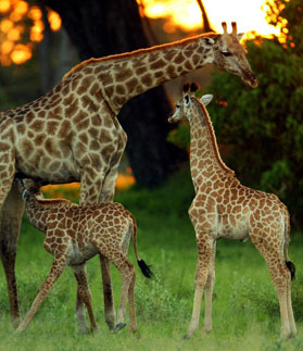 Singita Game Reserve