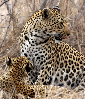 Singita Sweni Lodge