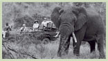 Singita and Botswana Safari