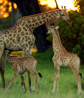 Singita Sweni Lodge