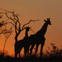 Singita Lebombo Lodge