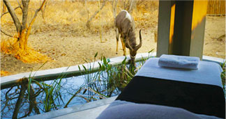 Spa at Royal Malewane Safari Lodge